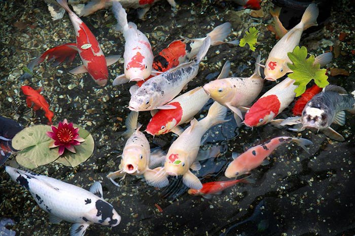 Giải Mã Bí Ẩn Về Fukurin Của Cá Koi Nhật Bản
