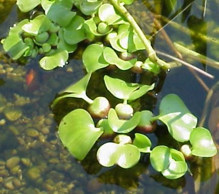 Ao tự nhiên với thực vật thủy sinh.
