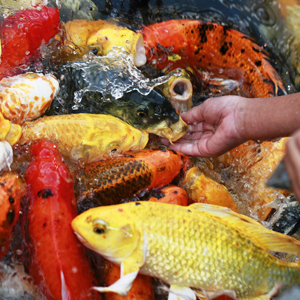 Mỹ Thuật Sài Gòn Tư Vấn Thức Ăn Cho Cá Koi Trong Từng Giai Đoạn